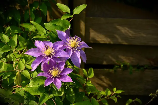 11 Best Choices for Climbing Plants with Help from Garden Experts