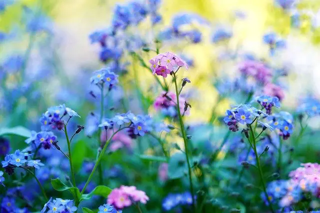 10+ Spring Gardening Tips from Experts that You Must not Miss 