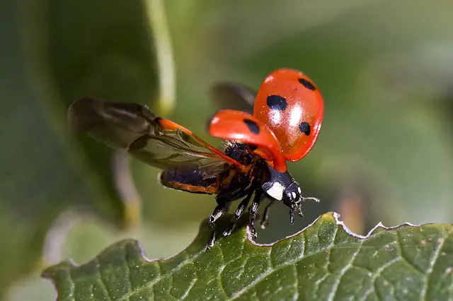 Top 23 Beneficial Insects For Your Garden 
