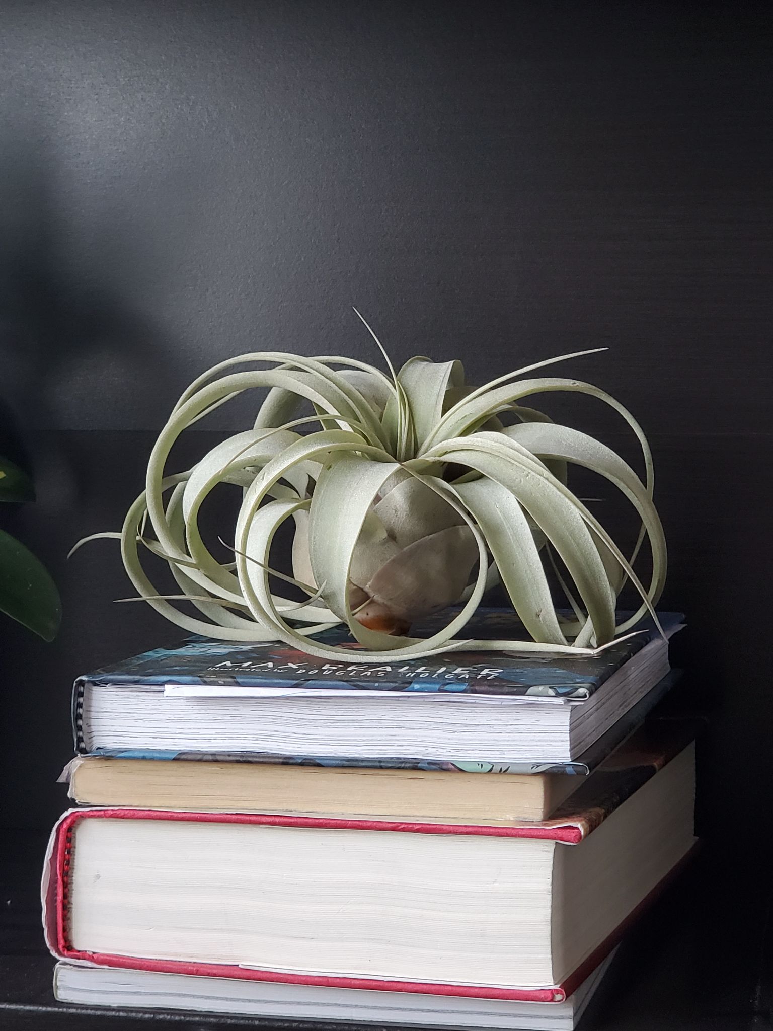 Top 8 Garden Expert Tips for Growing Air Plants that You shouldn't Miss!