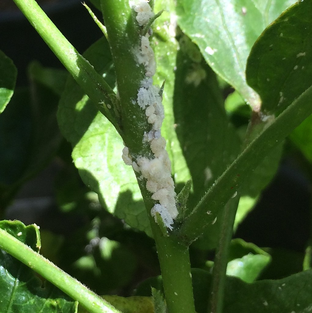 How To Kill Mealybugs On Your Plants (100% Work) 