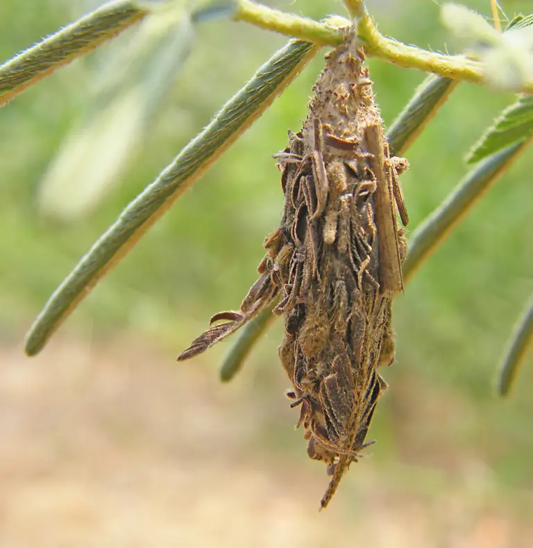 How To Get Rid Of Bagworms Organically And Naturally Constant Delights