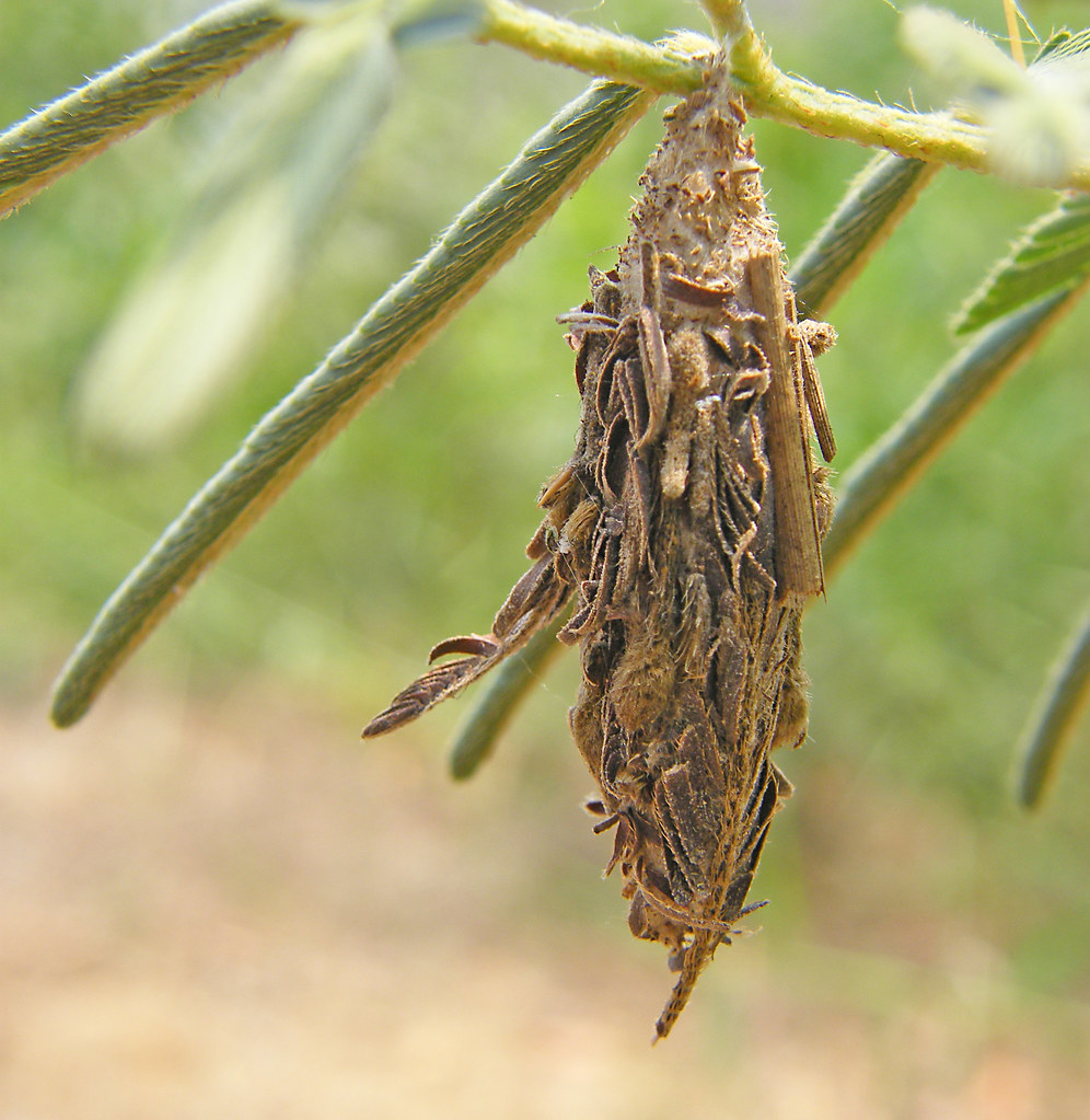 How to Get Rid of Bagworms Organically and Naturally