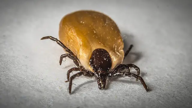 How to Get Rid of Ticks In Your Yard 