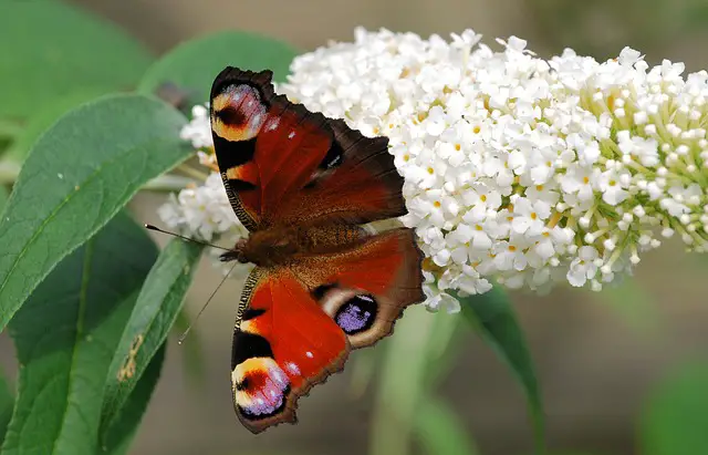 26 Plants that Attract Butterflies for Your Garden (Expert Recommendations)