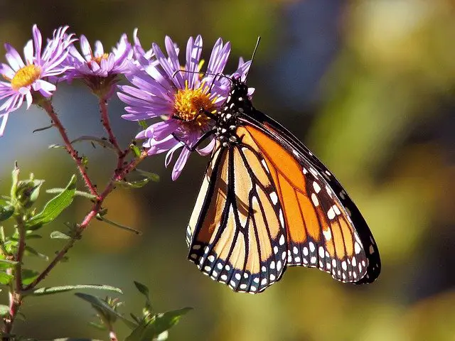 26 Plants that Attract Butterflies for Your Garden (Expert Recommendations)