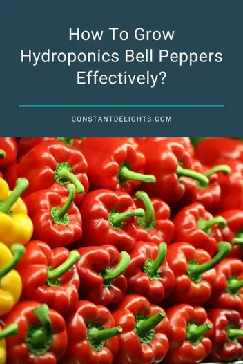 How To Grow Hydroponics Bell Peppers Effectively Constant Delights