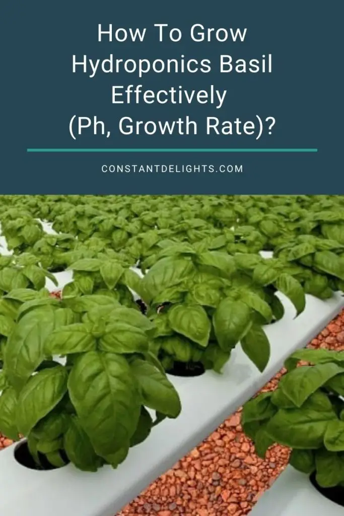 How To Grow Hydroponics Basil Effectively (Ph, Growth Rate)?