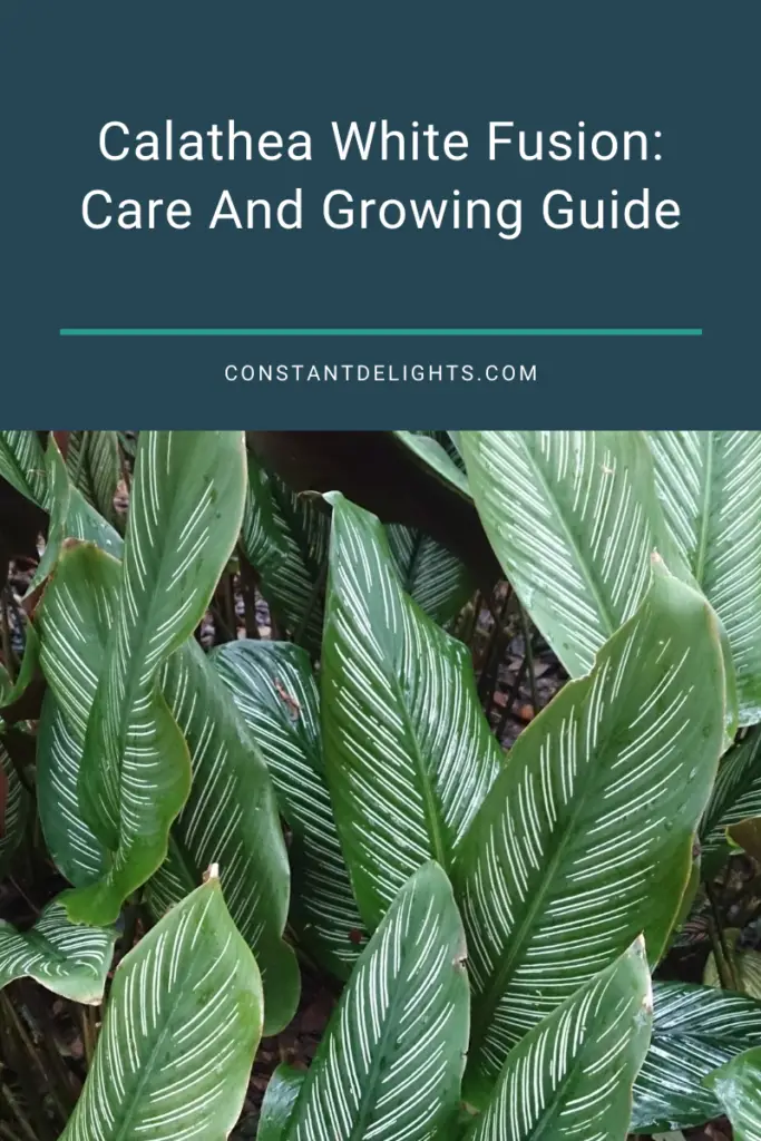 Calathea White Fusion: Care And Growing Guide