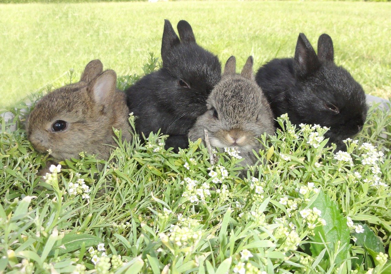 Different Ways Of Keeping Rabbits Out Of Gardens | Constant Delights