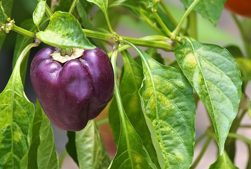 How To Grow Hydroponics Bell Peppers Effectively?