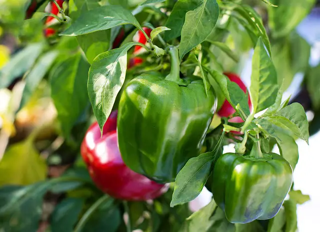 How To Grow Hydroponics Bell Peppers Effectively?