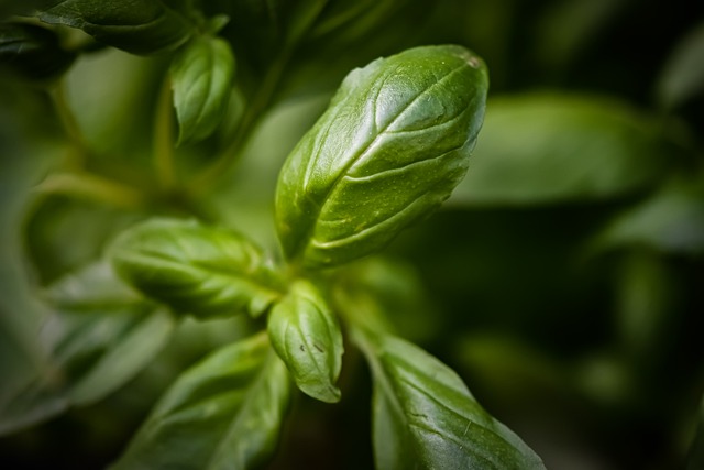 How To Grow Hydroponics Basil Effectively (Ph, Growth Rate)?