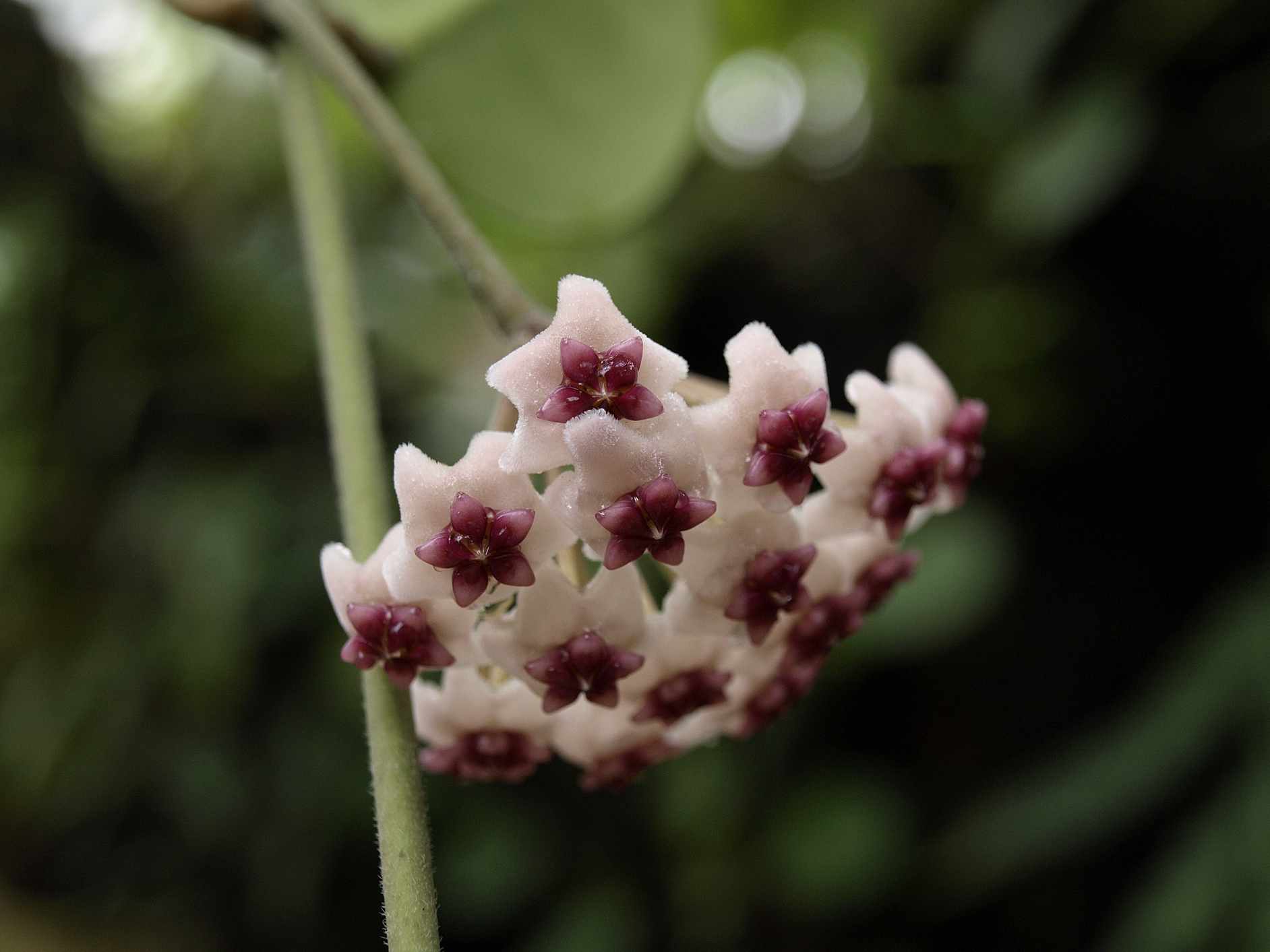 Hoya Obovata: Care And Growing Guide