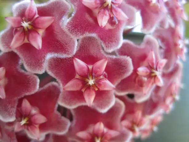 Hoya Obovata: Care And Growing Guide