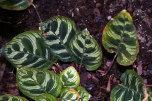 Calathea White Fusion: Care And Growing Guide | Constant Delights