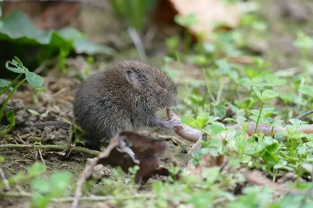 Top 20 Expert Tips on How to Get Rid of Voles