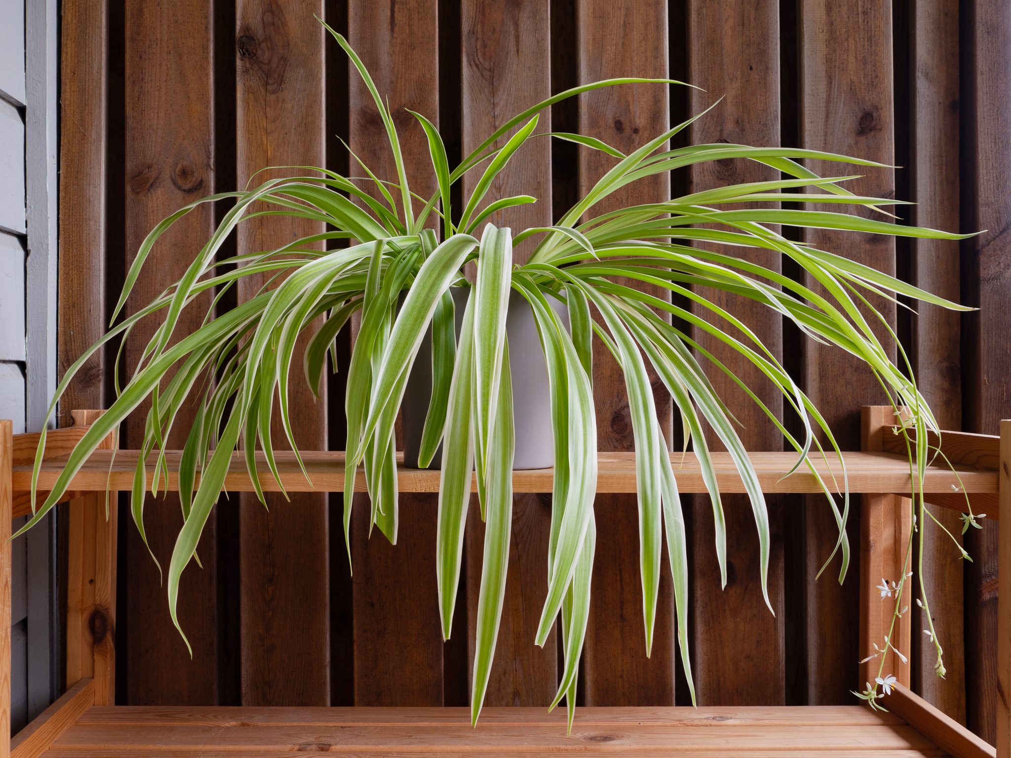 Top 11 Fastest-Growing Indoor Plants for your House (with Experts Recommendations)