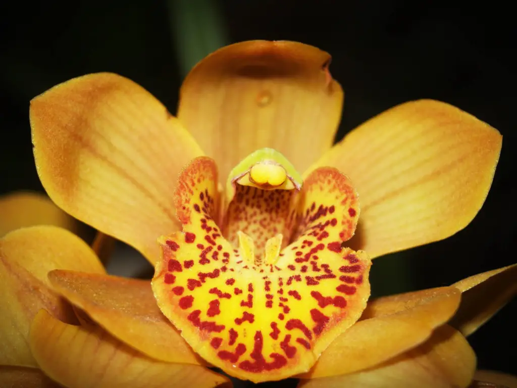 The Most Expensive Plants In The World