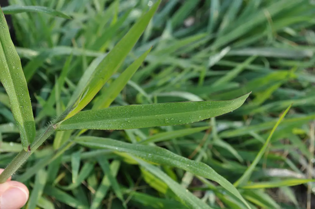 How Many Different Types Of Crabgrass Are There Constant Delights