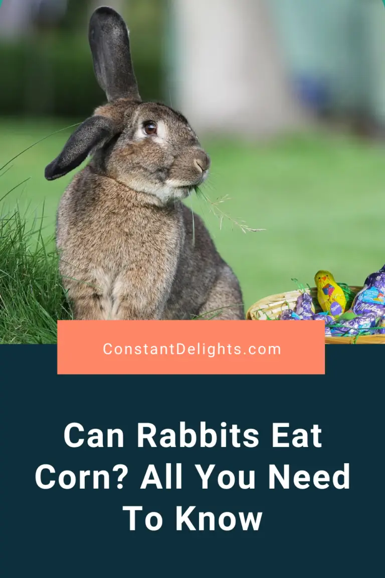 Can Rabbits Eat Corn? All You Need To Know 