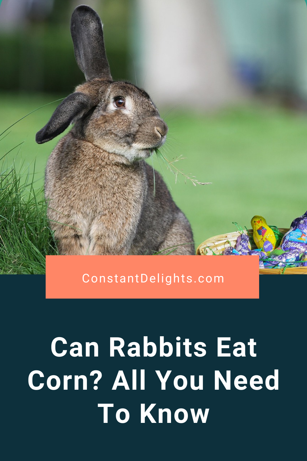 Can Rabbits Eat Corn? All You Need To Know Constant Delights