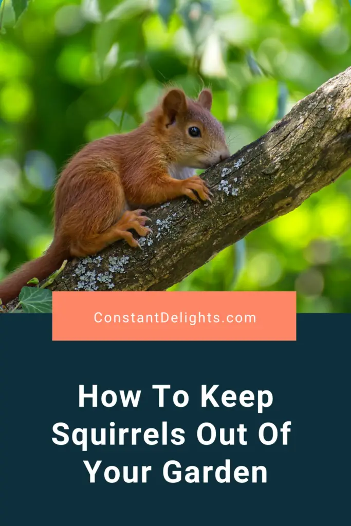 How To Keep Squirrels Out Of Your Garden | Constant Delights