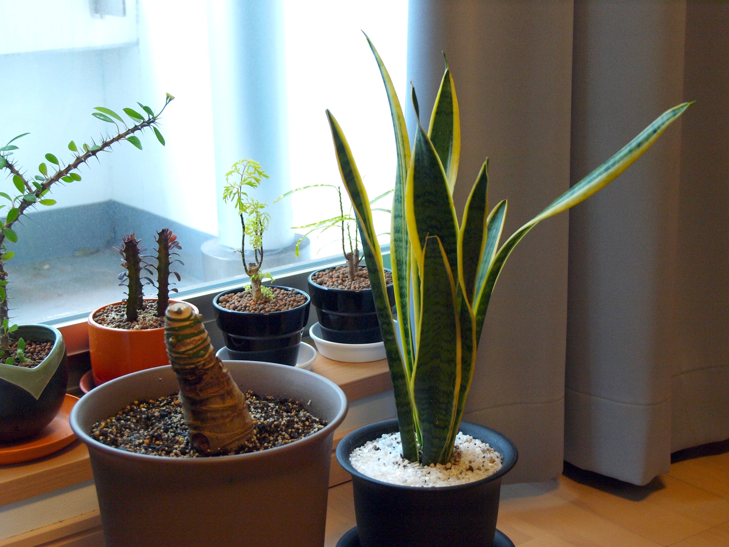 How to Care For Indoor Plants