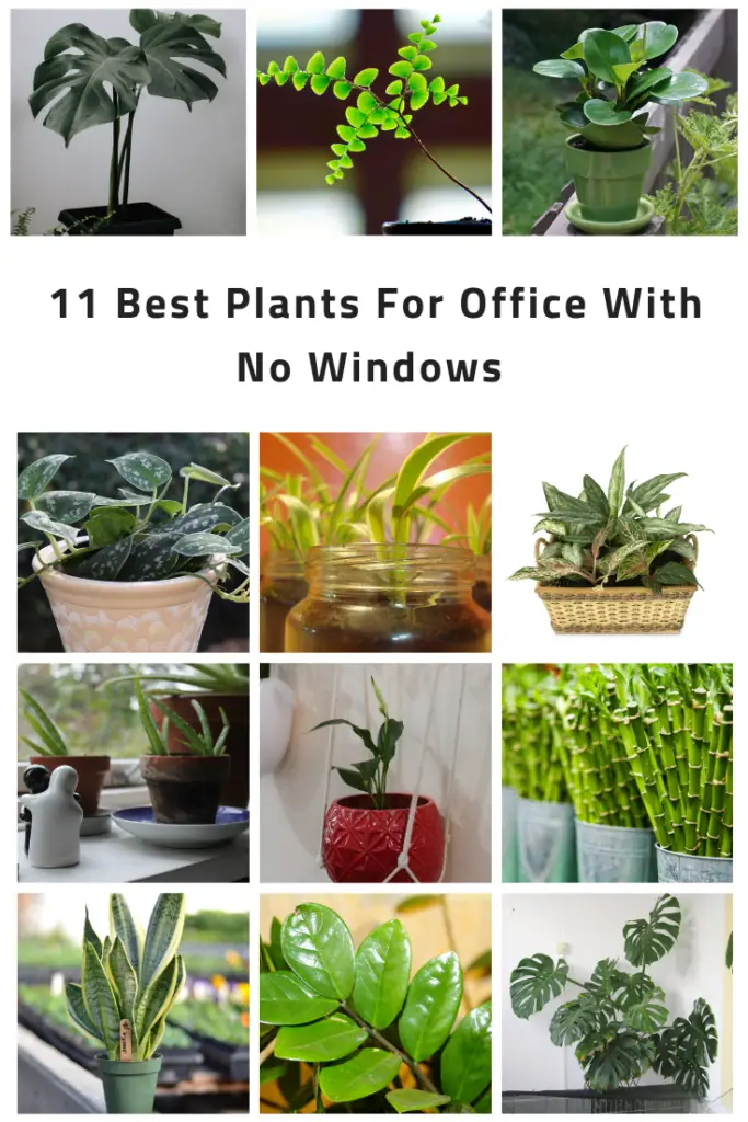 11 Best Plants For Office With No Windows (#1 Is Our Favorite)
