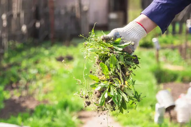 Will Bleach Kill Weeds Everything You Need To Know Constant Delights