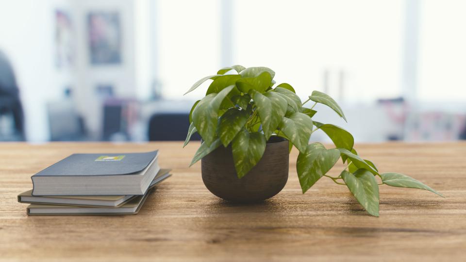 best plants for office with no windows