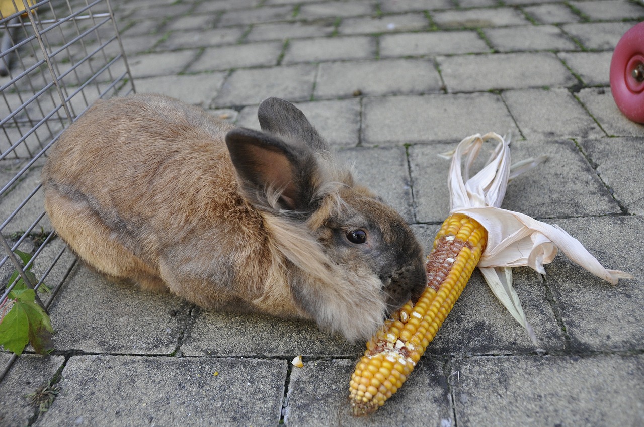 Can Rabbits Eat Corn? All You Need To Know