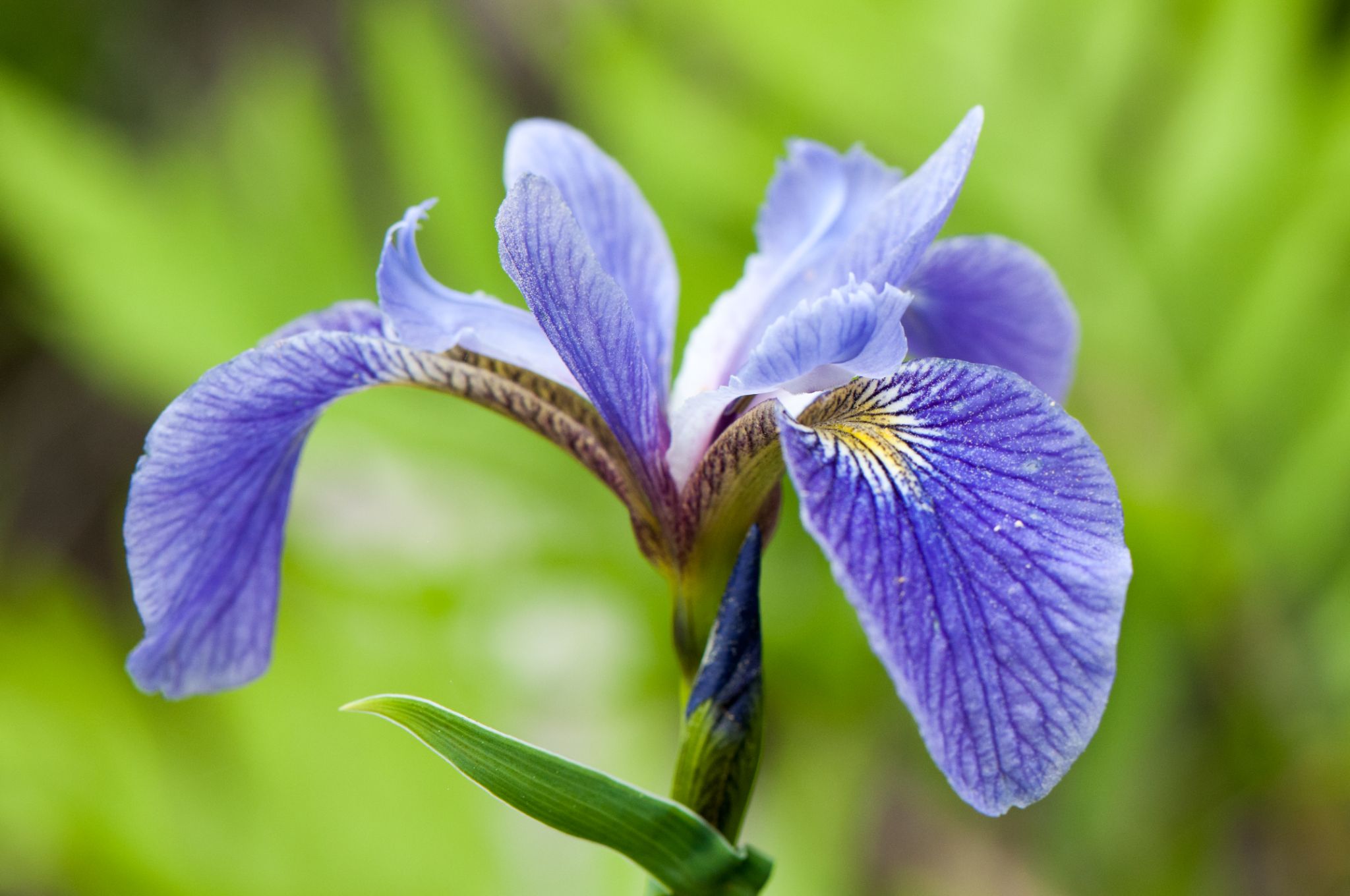Top 9 Plants for Wet Areas Recommended by Garden Experts