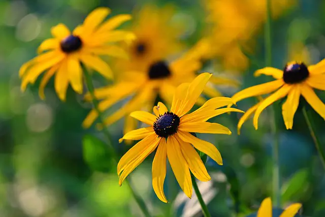 Top 17 Best Full-sun Plants that will Make Your Summer Garden Flourish (Expert Recommendations)