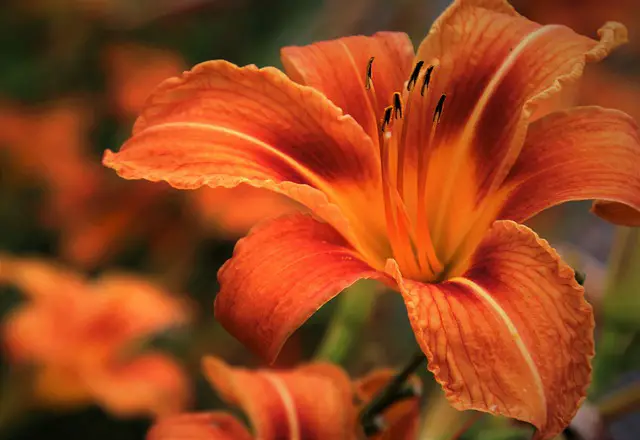 Top 17 Best Full-sun Plants that will Make Your Summer Garden Flourish (Expert Recommendations)