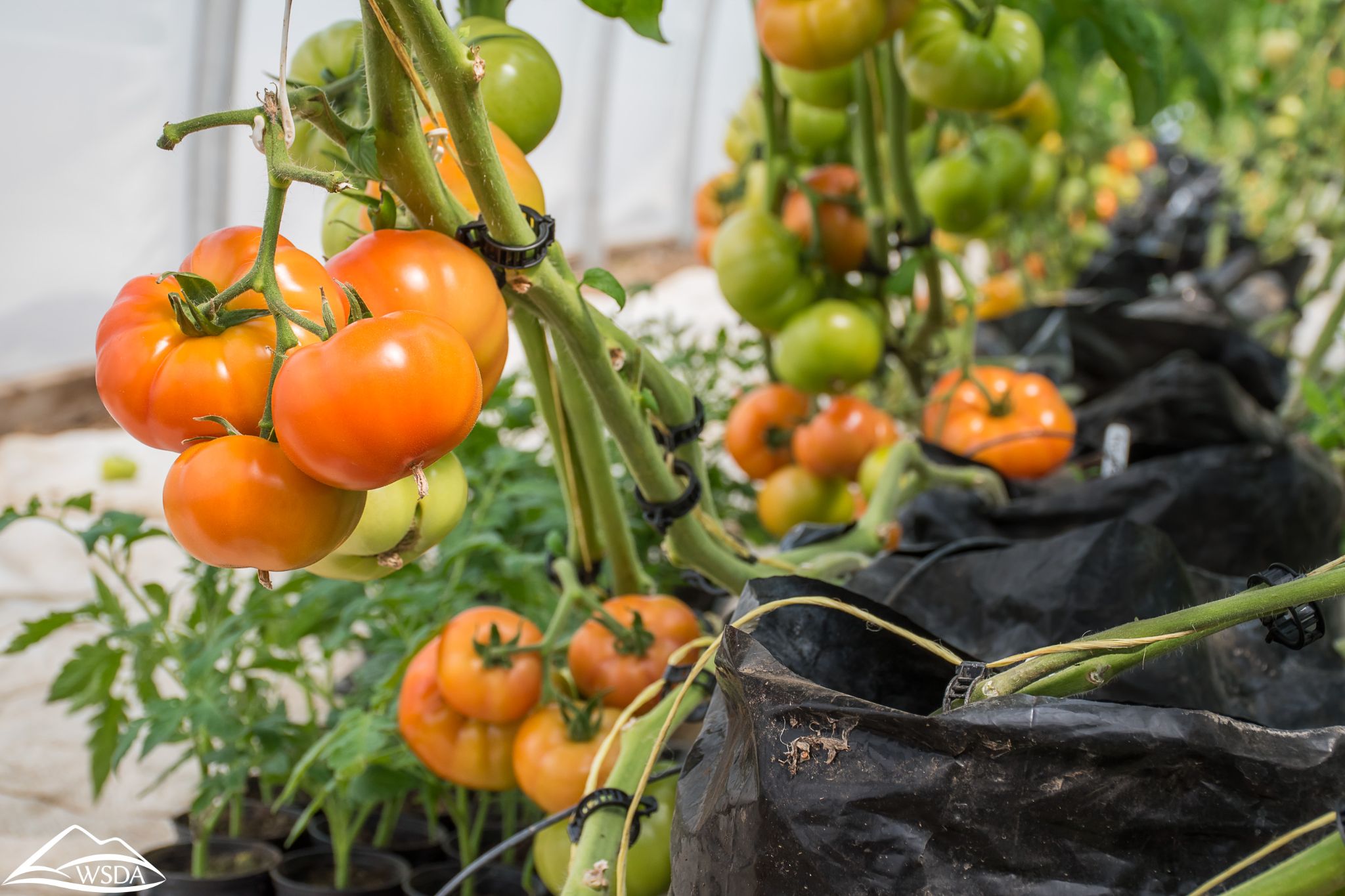 Top 9 Most Profitable Crops For Greenhouse Growers