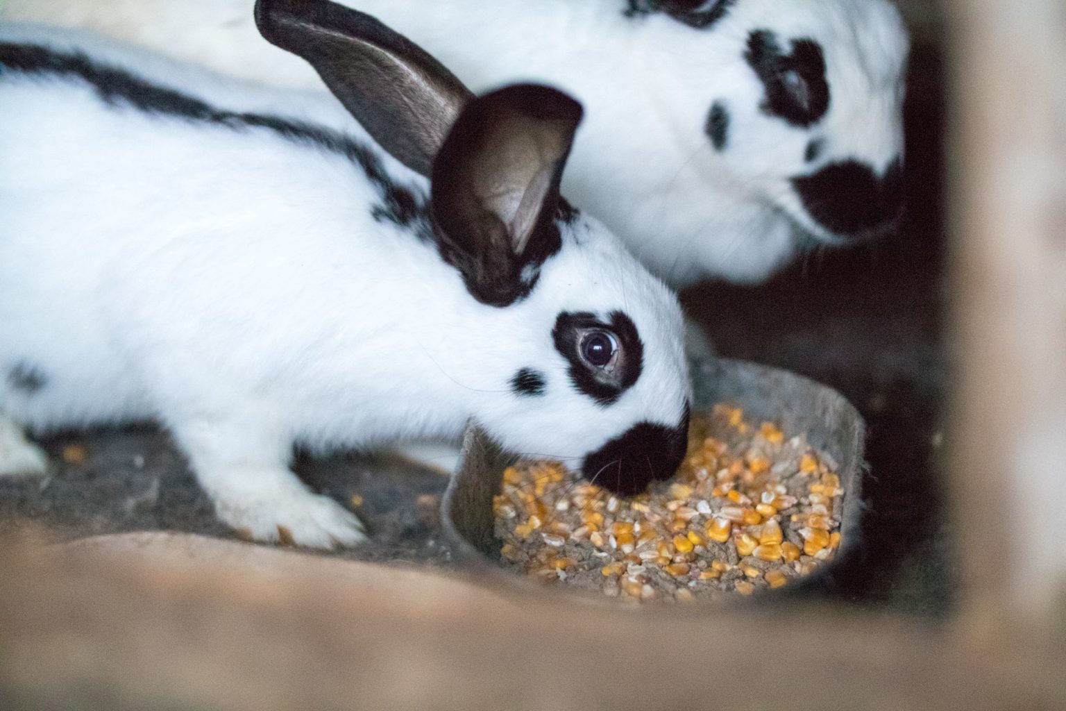 Can Rabbits Eat Corn? All You Need To Know Constant Delights