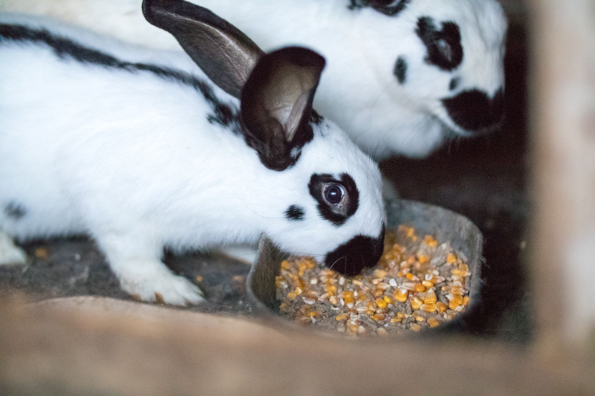 Can Rabbits Eat Corn? All You Need To Know