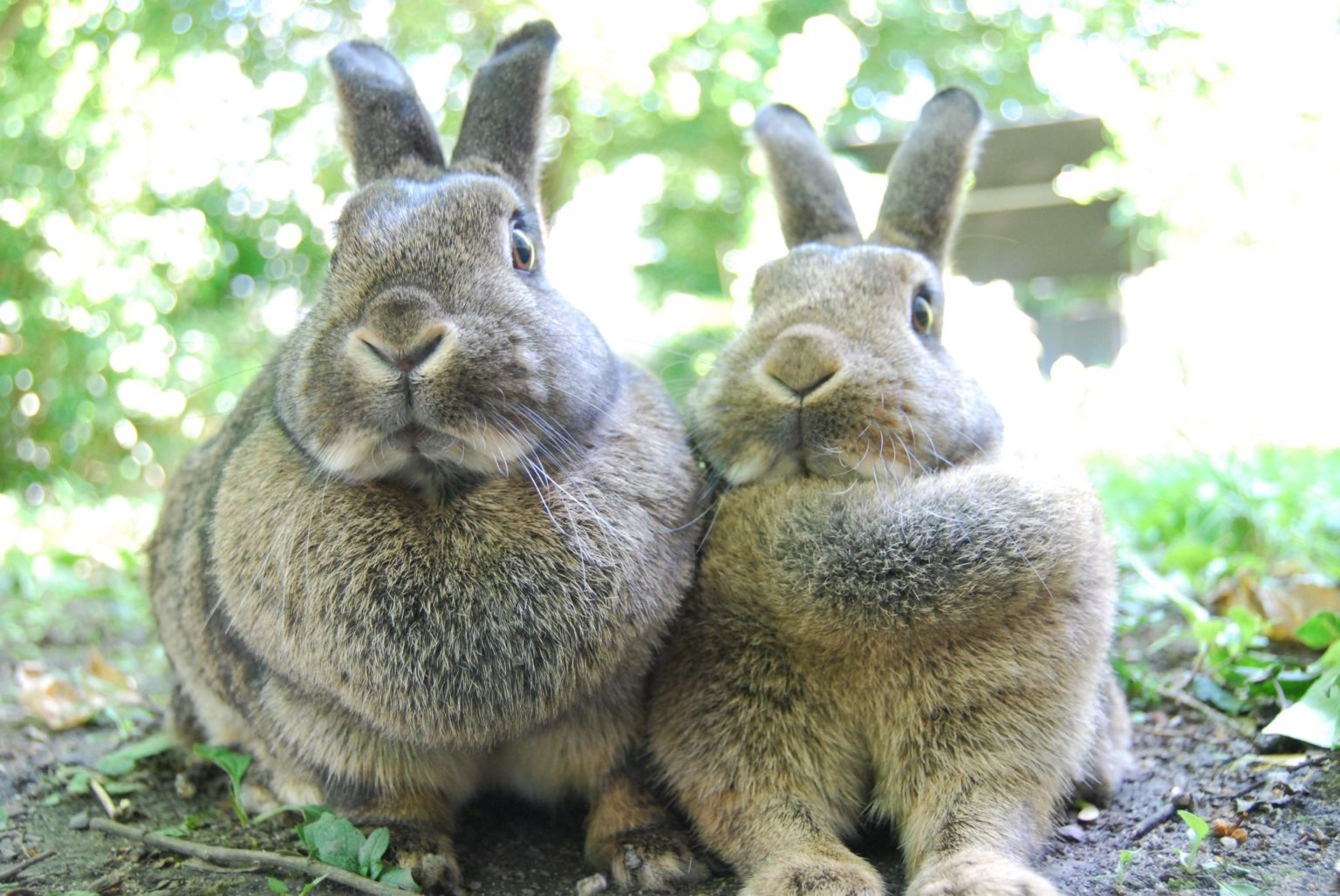 Can Rabbits Eat Corn? All You Need To Know Constant Delights