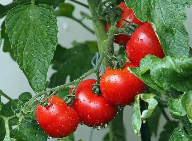 How Often Should You Water Tomato Plants? 