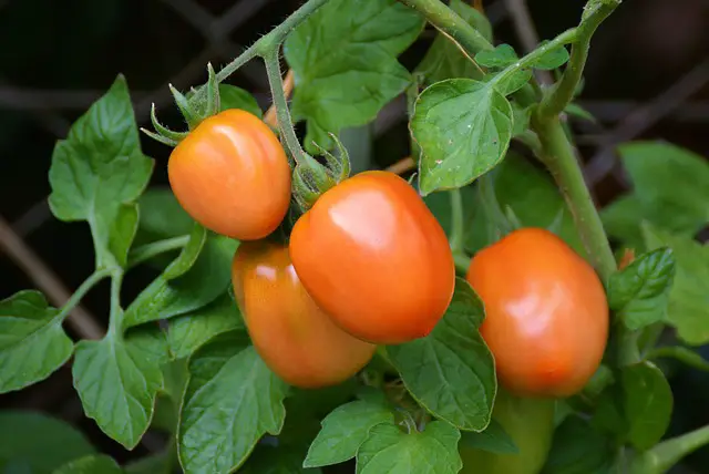 How Often Should You Water Tomato Plants? 