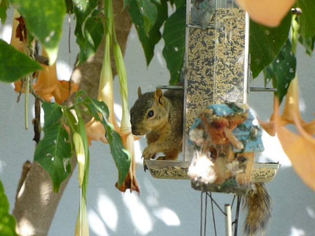 How To Keep Squirrels Out Of Your Garden