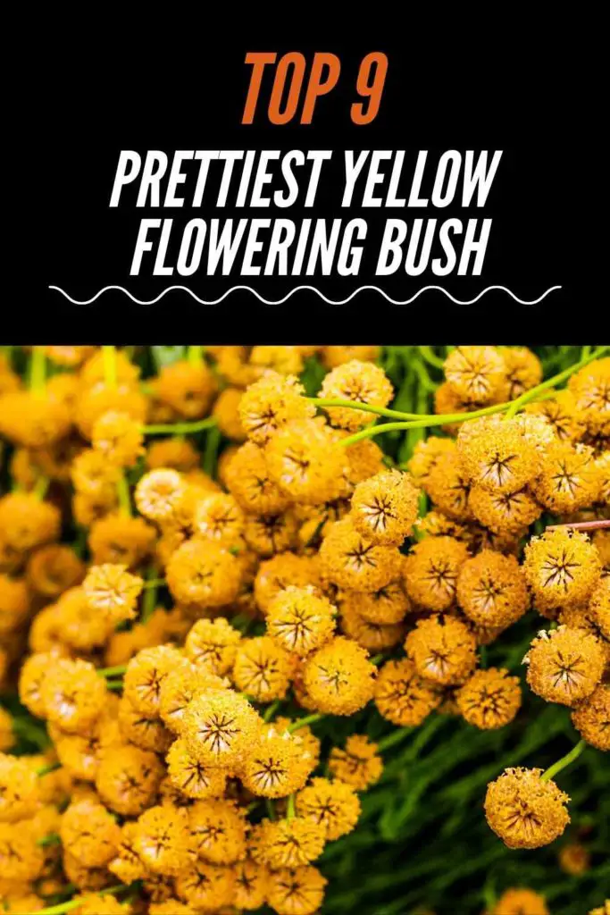 Top 9 Prettiest Yellow Flowering Bush