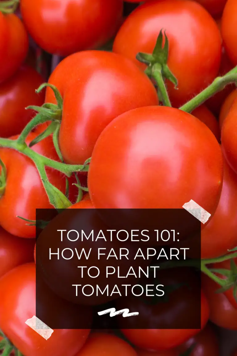 How far apart should you plant tomato plants information