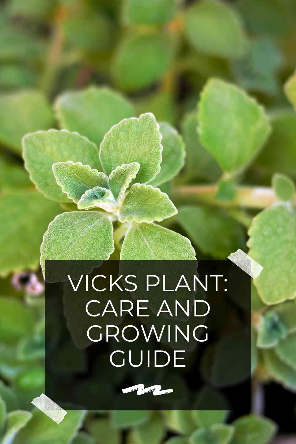 Vicks Plant: Care And Growing Guide | Constant Delights