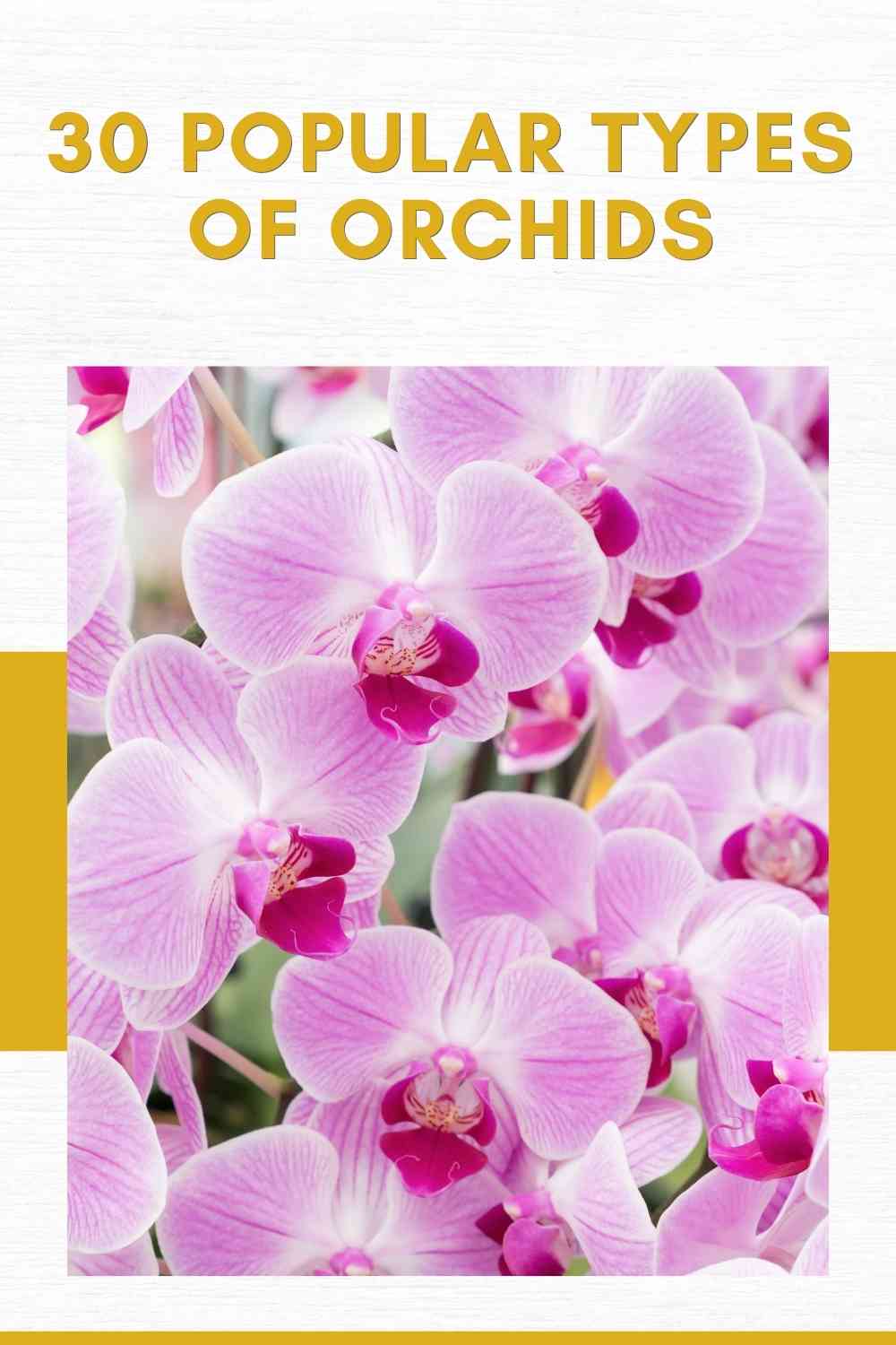 30 Popular Types Of Orchids: Blessing From Mother Nature | Constant ...