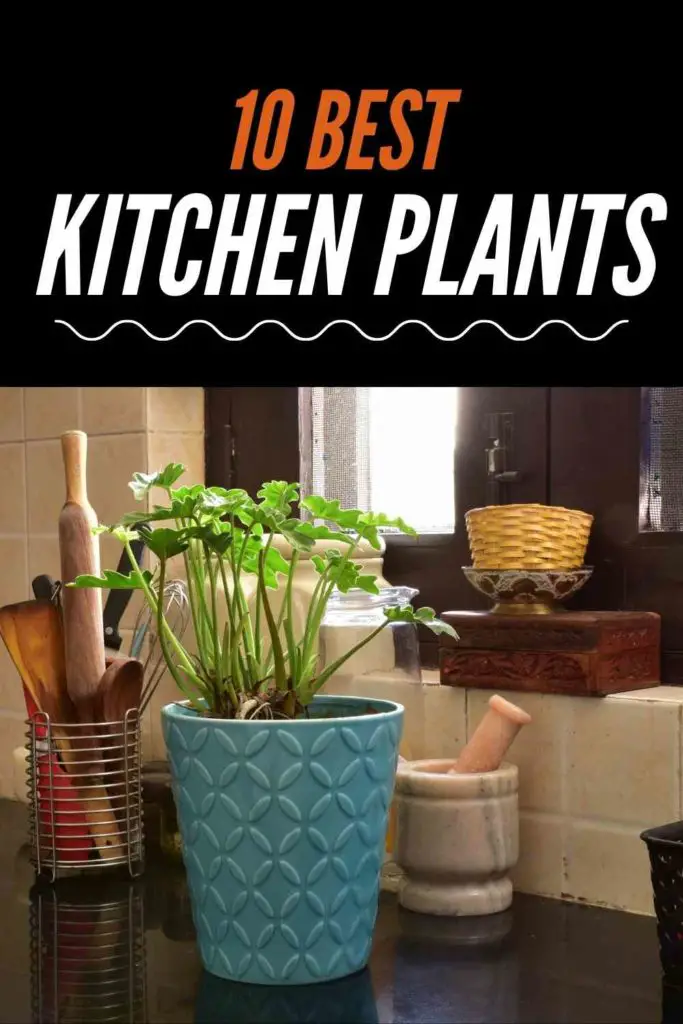 10 Best Kitchen Plants