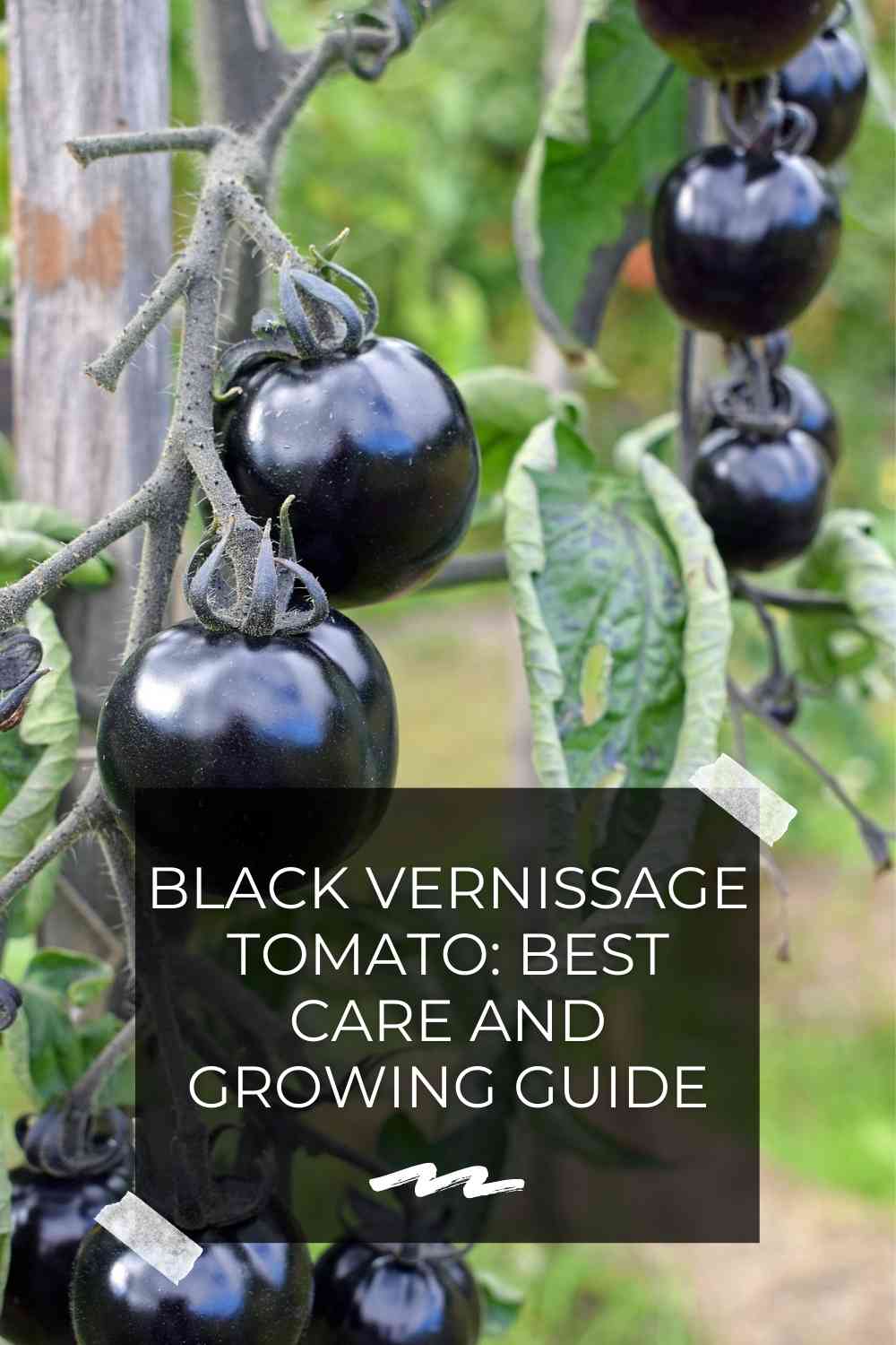 black vernissage tomato