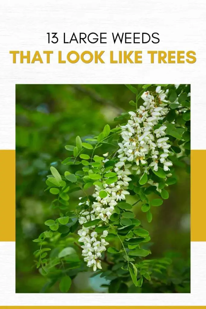 13 Large Weeds That Look Like Trees (#7 Will Creep You Out)