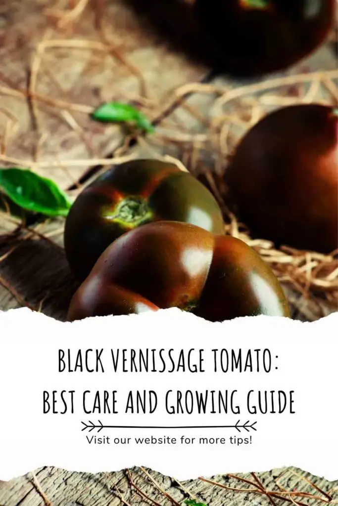 Black Vernissage Tomato: Best Care and Growing Guide